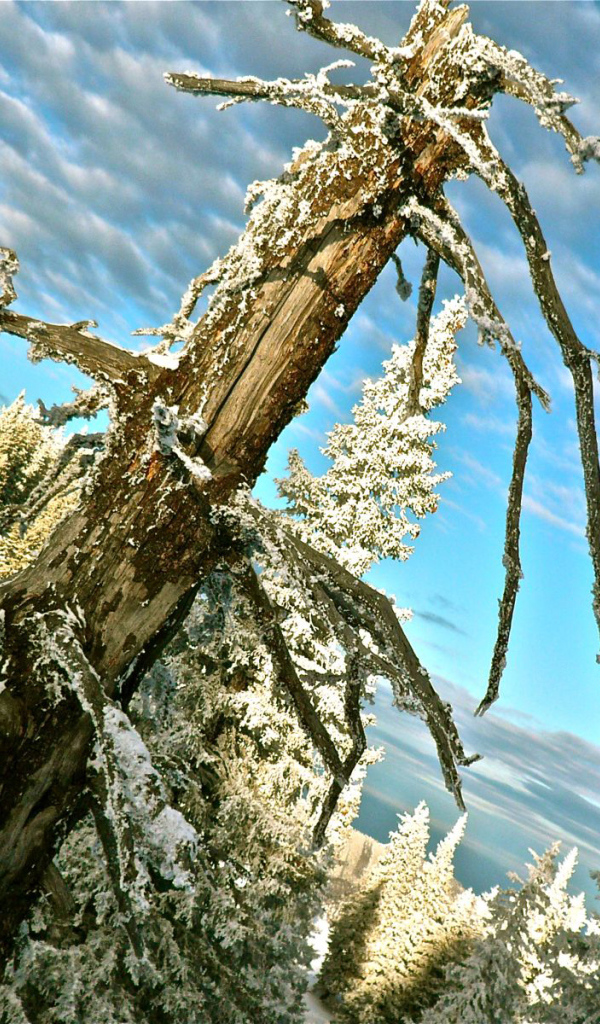 Австрийский лес