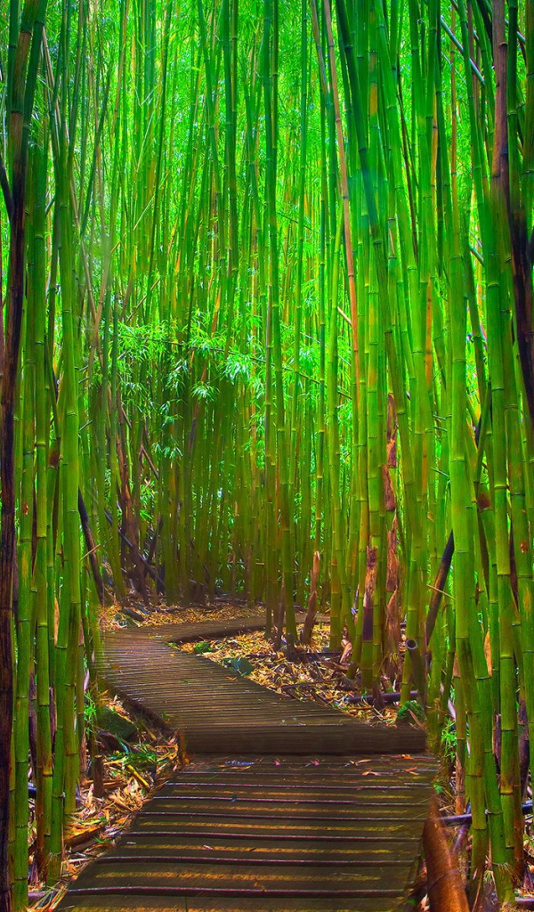 Бамбуковый лес