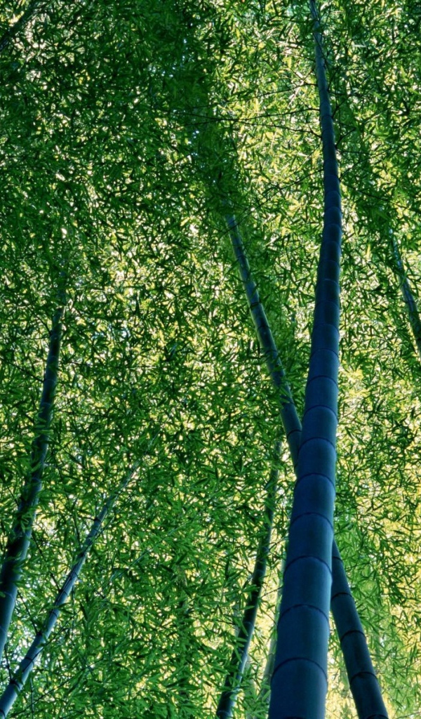 Бамбуковая роща