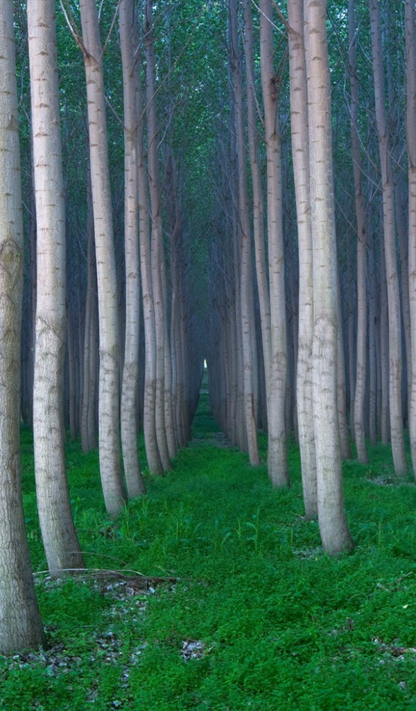 Красивая роща