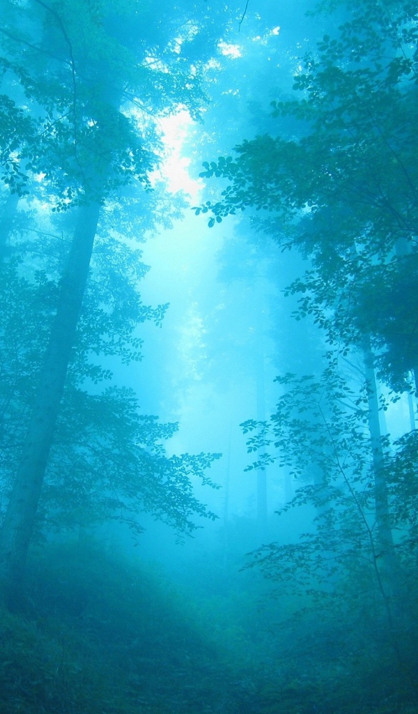 Голубой лес