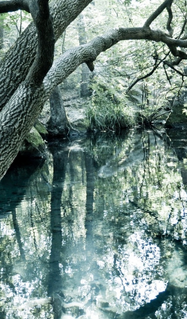 Чистое озеро в лесу