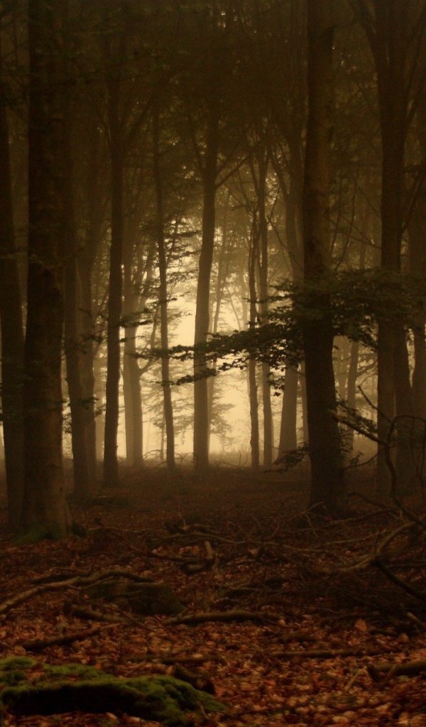 Дремучий лес