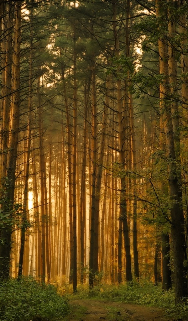 Восточноевропейский лес