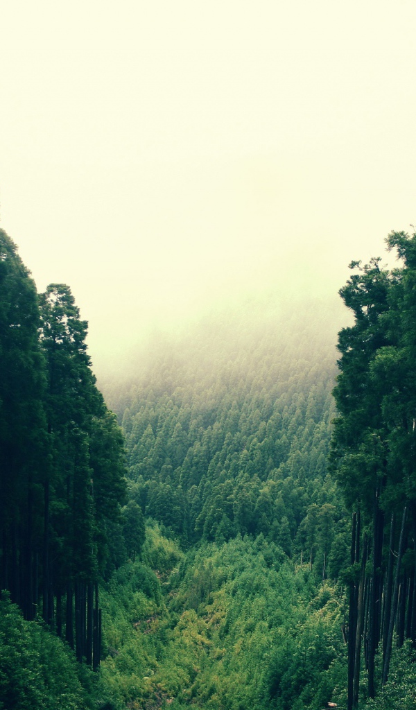 Лесные холмы