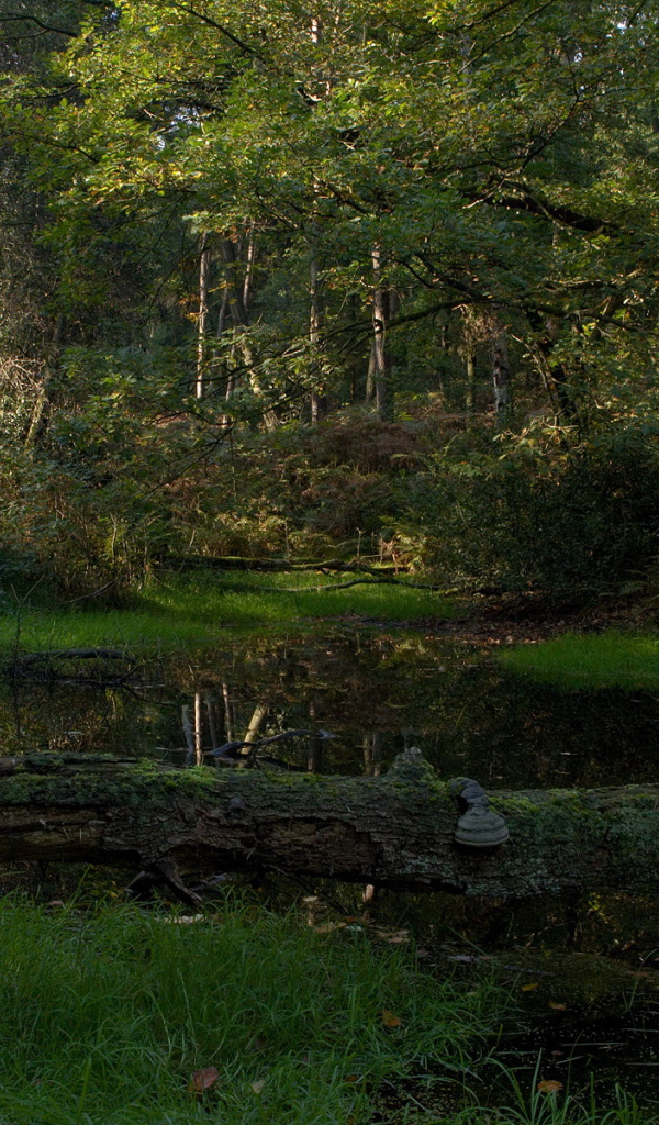 Лесной пруд