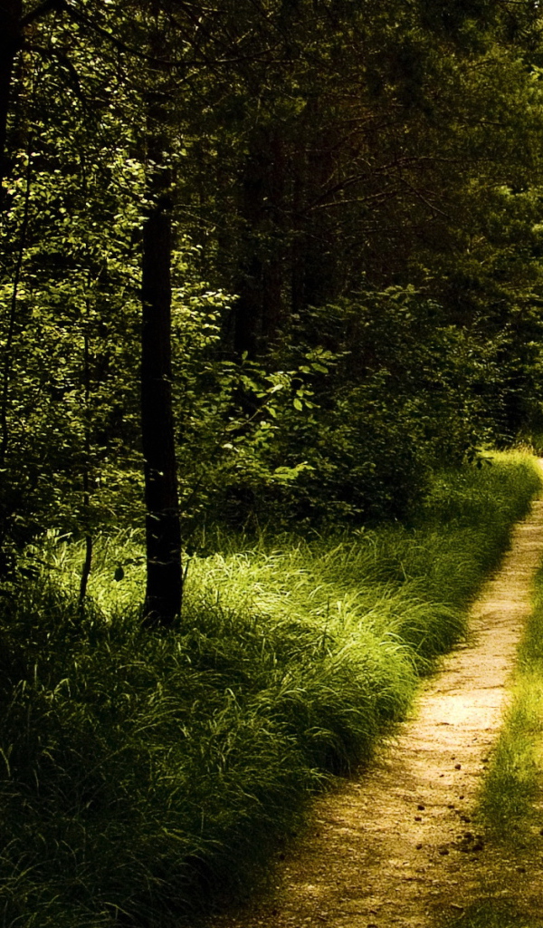 Лесная тропинка