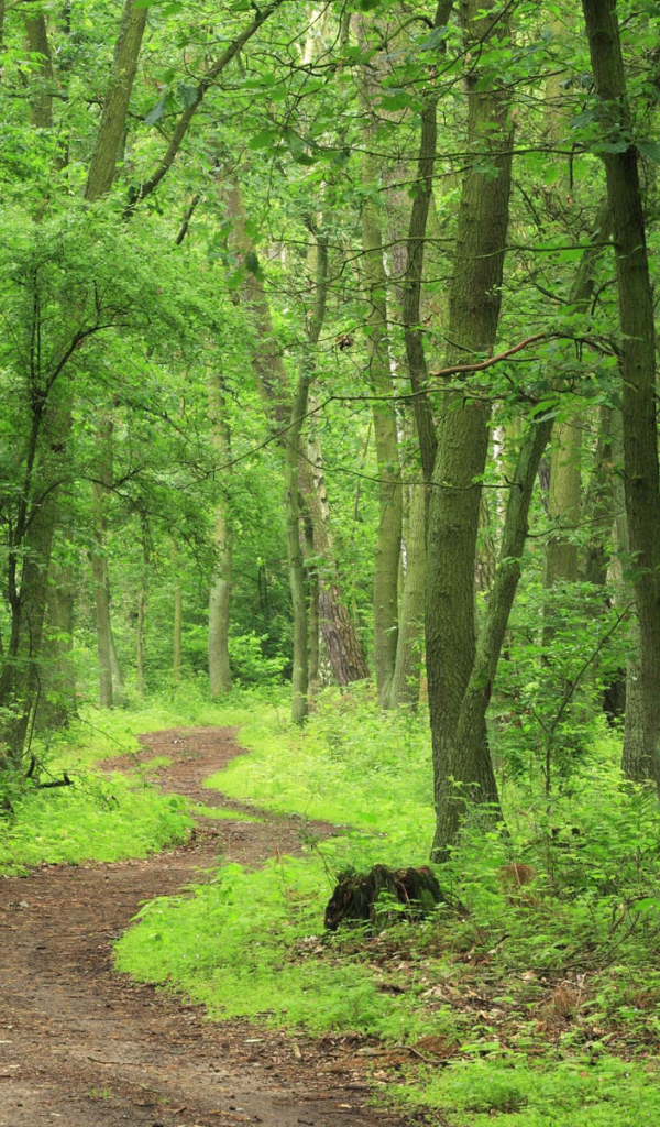 Лесная тропа