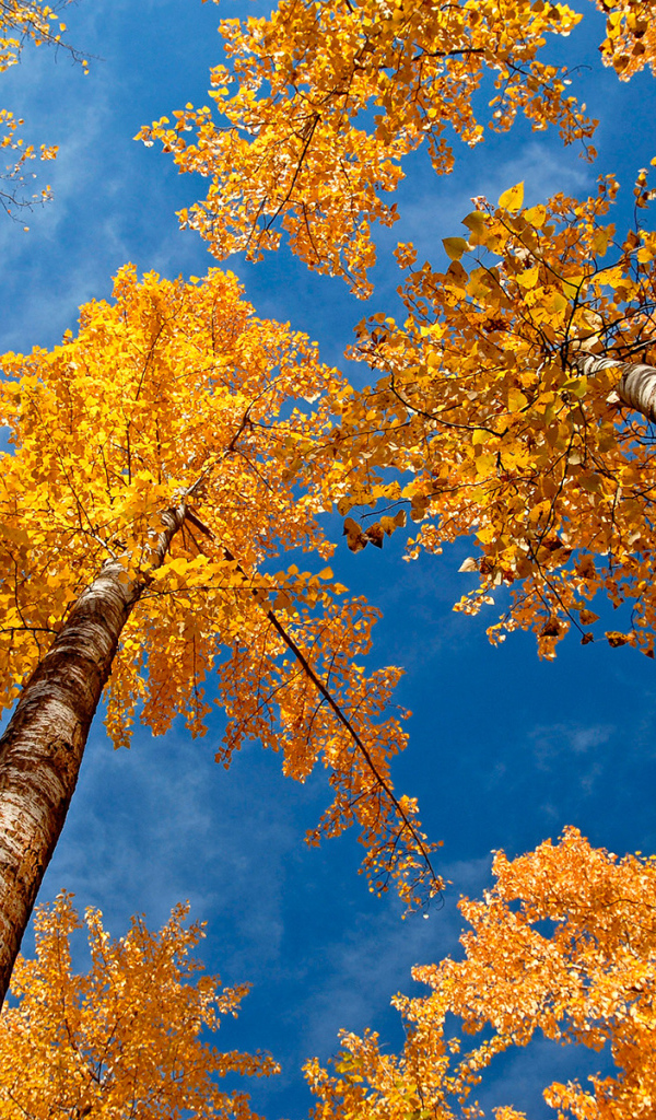 Золотые березы