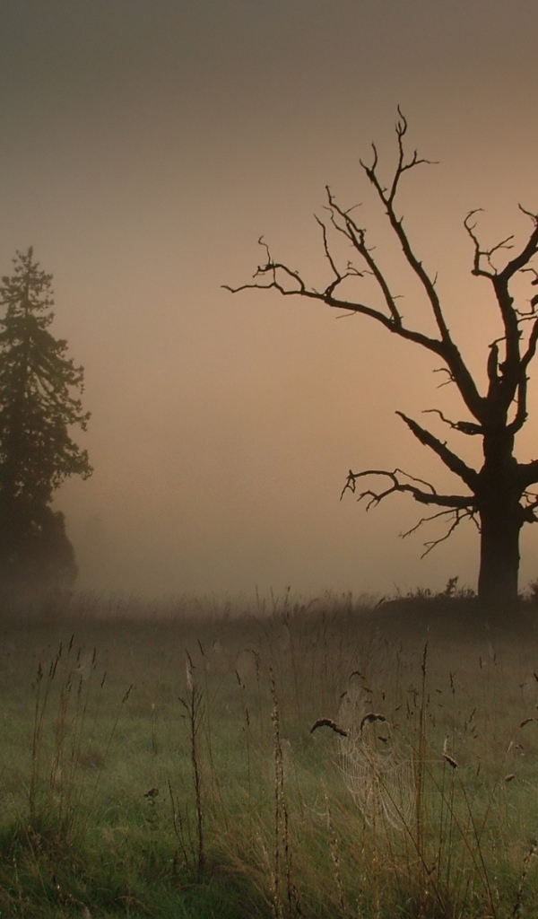 Сумрачный туман