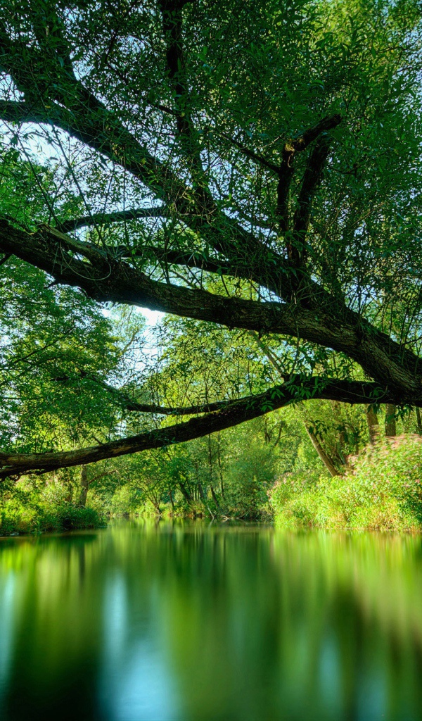 Зеленая лесная река