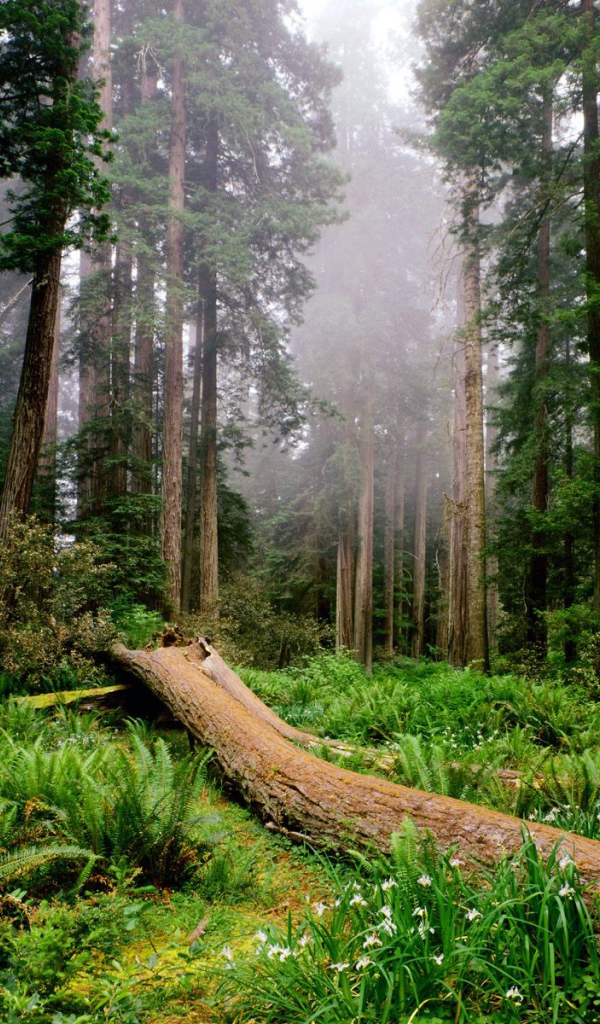 Утро в лесу