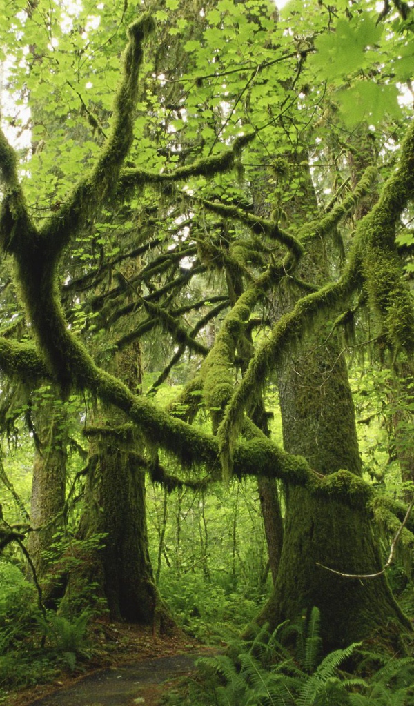 Лес поросший мхом