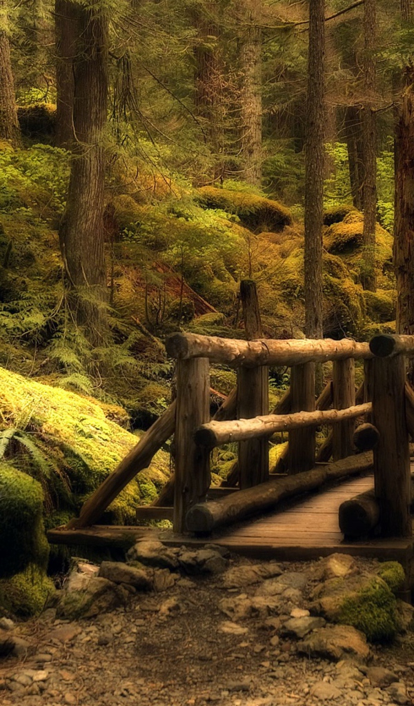 Таинственный лес