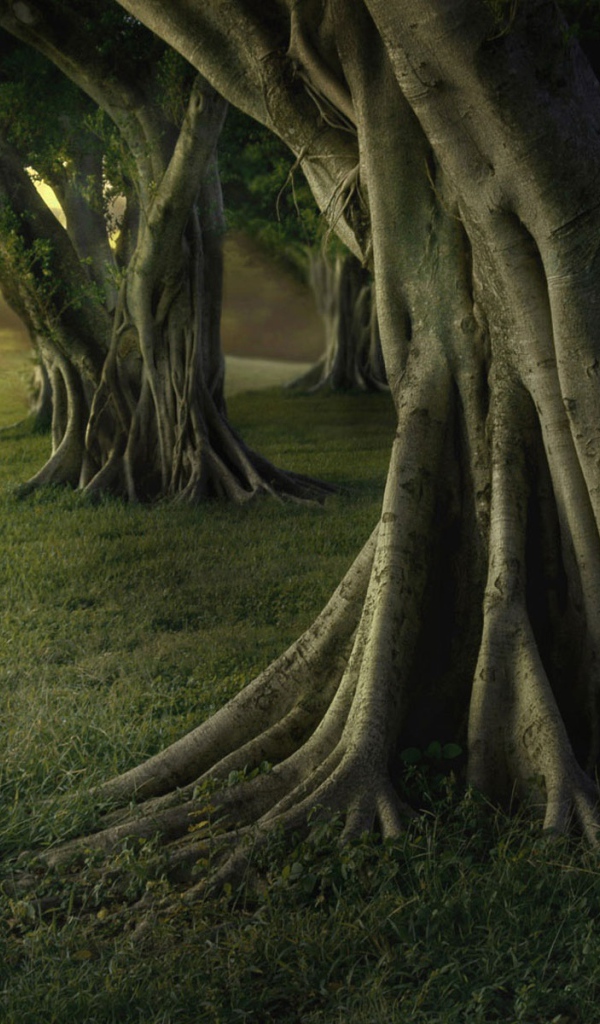 Старые деревья