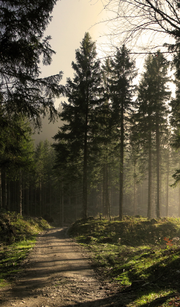 Сосновый лес