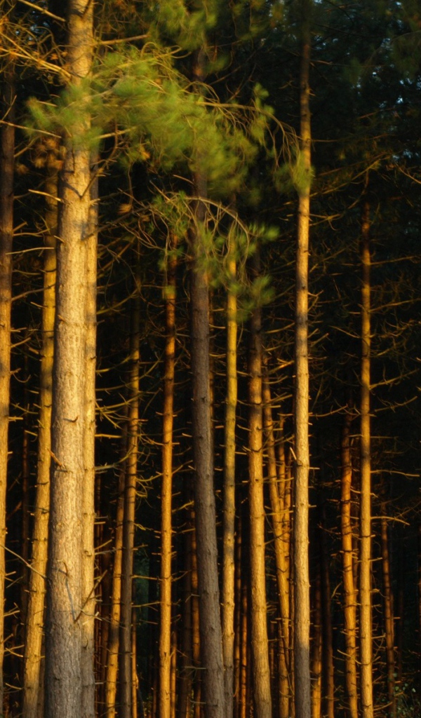 Сосновый бор