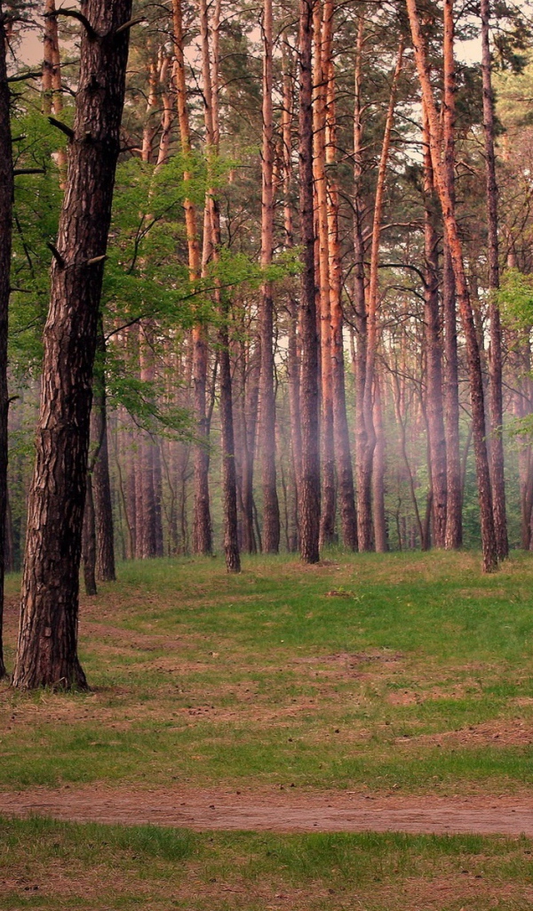 Лес в Подмосковье