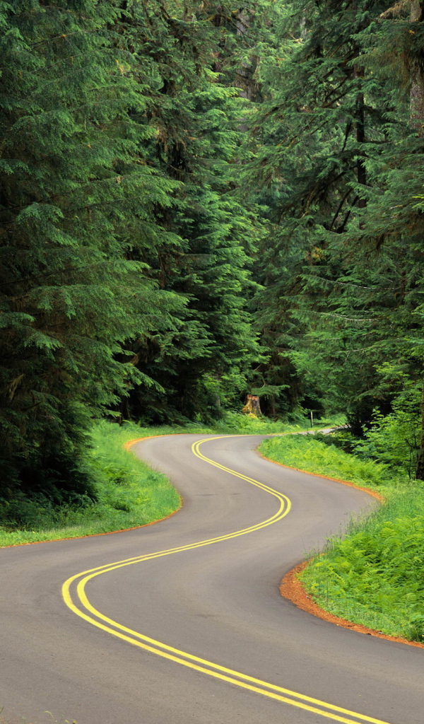 Извилистая лесная дорога