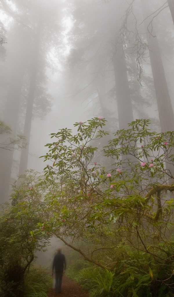 Деревья великаны