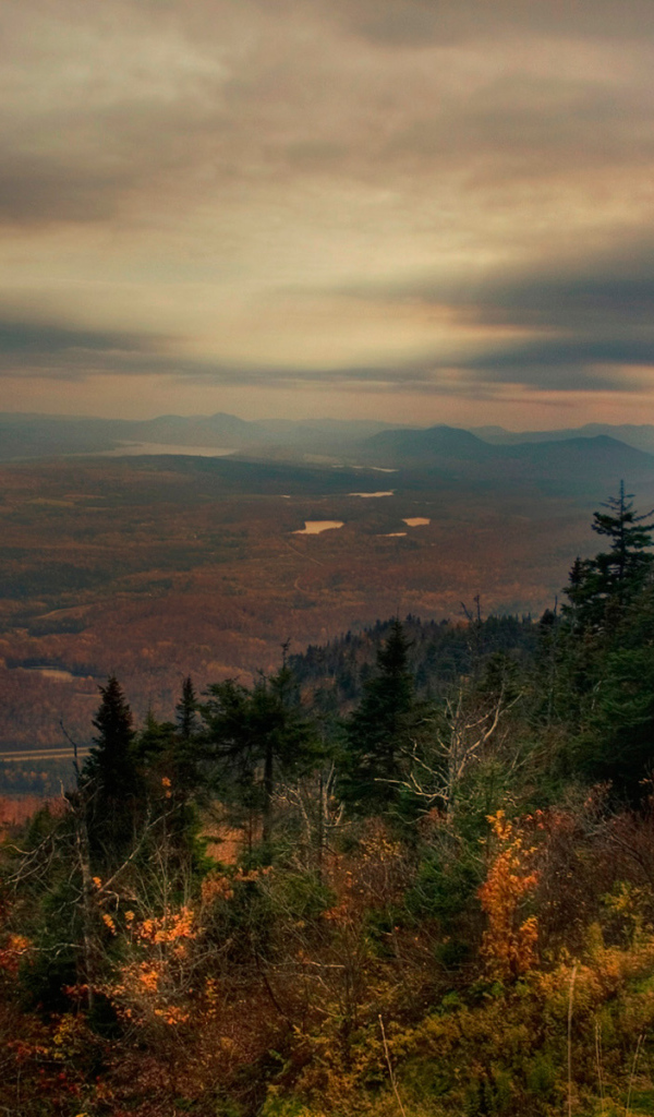 Лес в горах