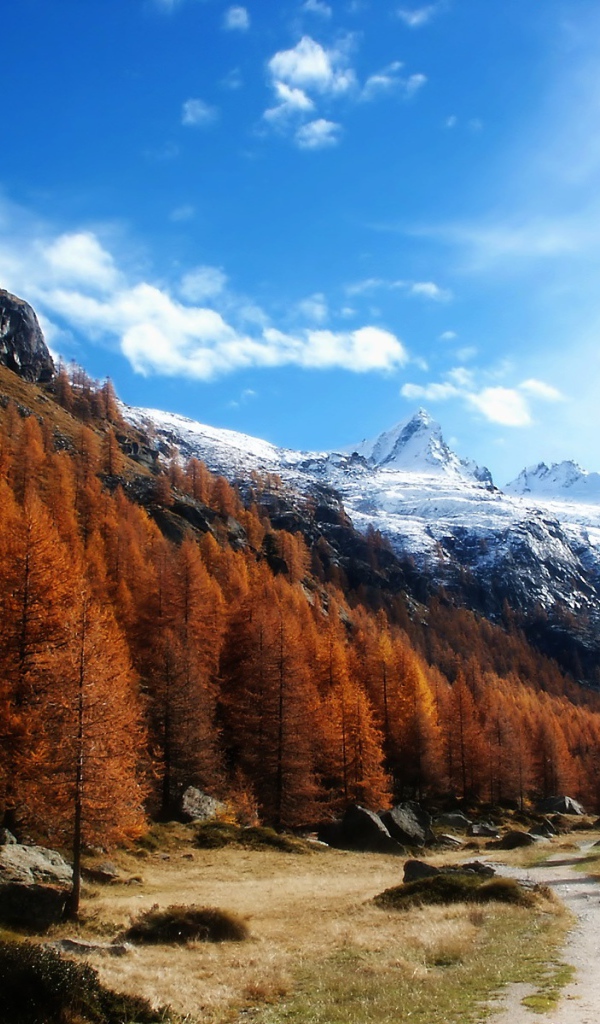 Рыжий лес в горах