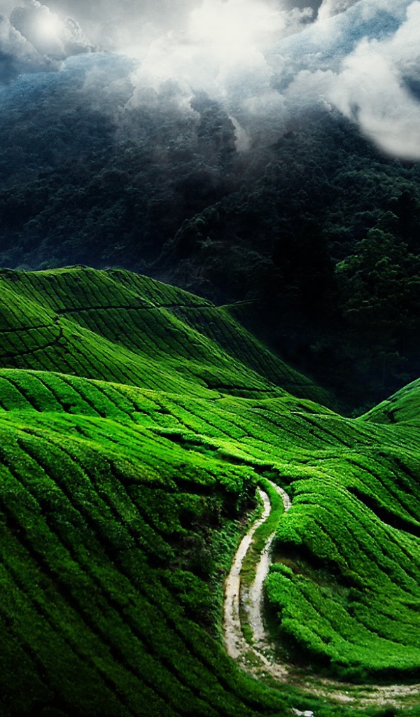 Красивые зеленые холмы