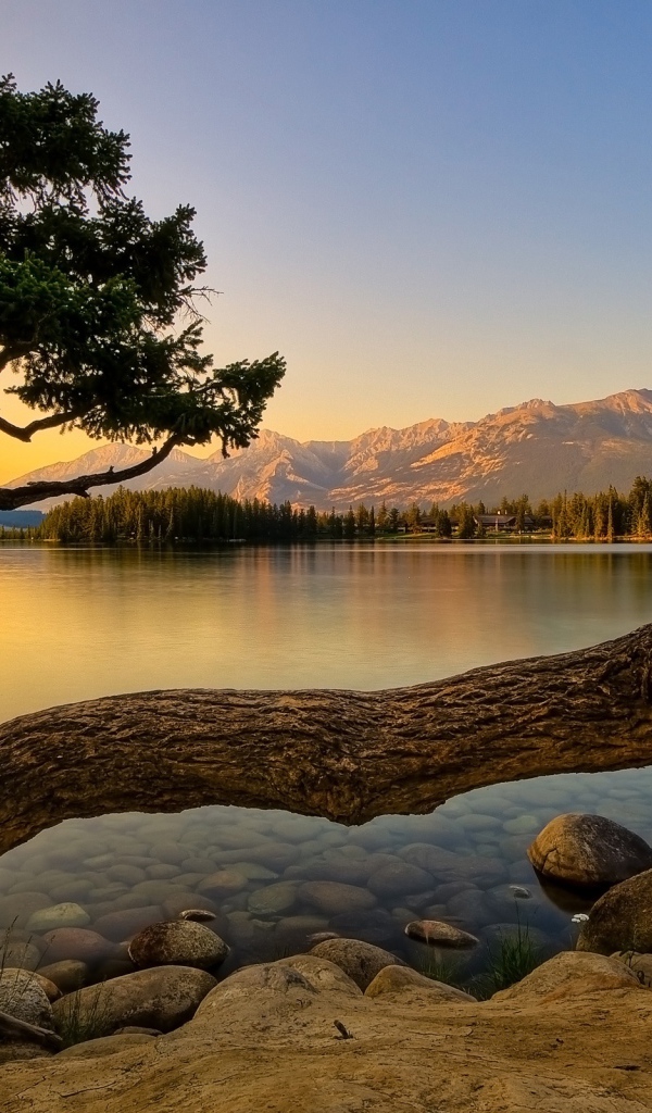 Дерево тарантул