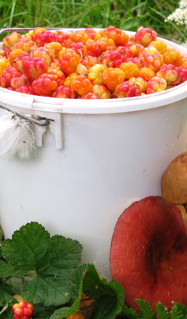 Ягоды и грибы