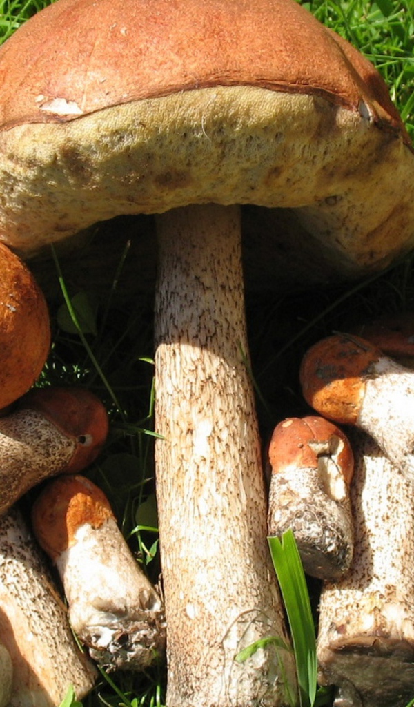 Съедобные грибы