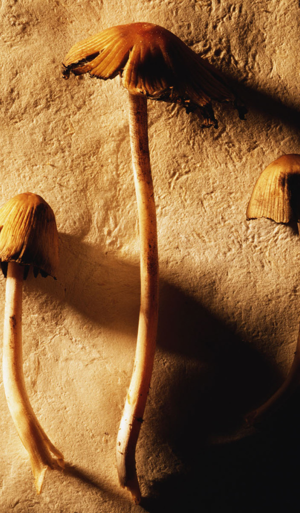 Маленькие грибочки