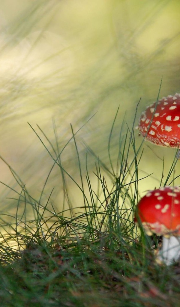 Ядовитые грибы