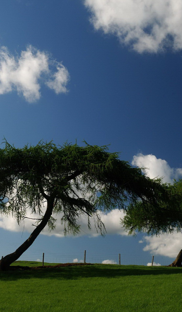 Трава деревья облака