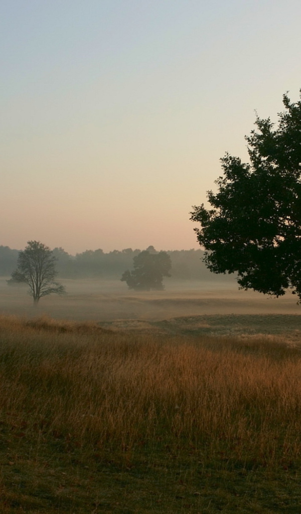 Туманное утро