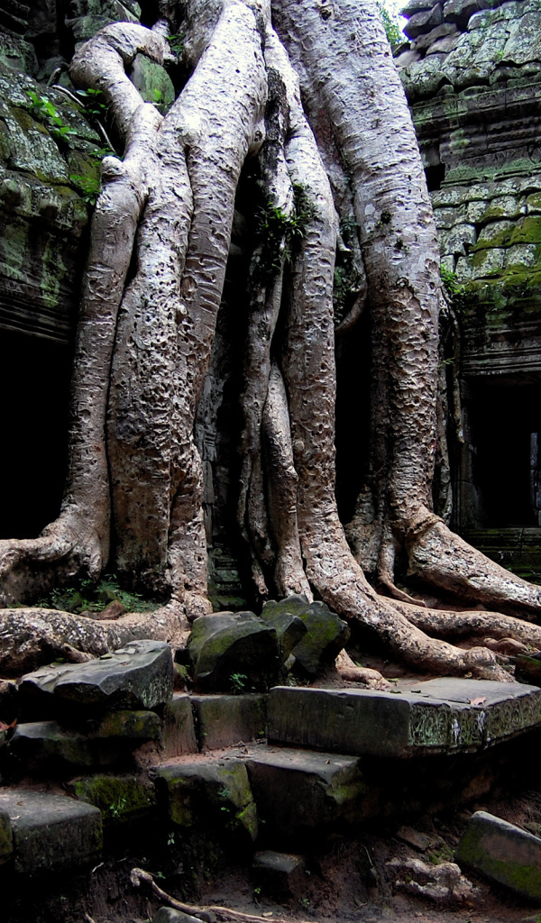 Храм в джунглях