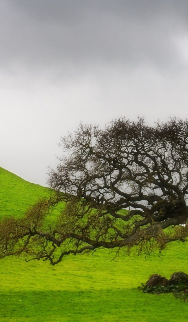 старое дерево