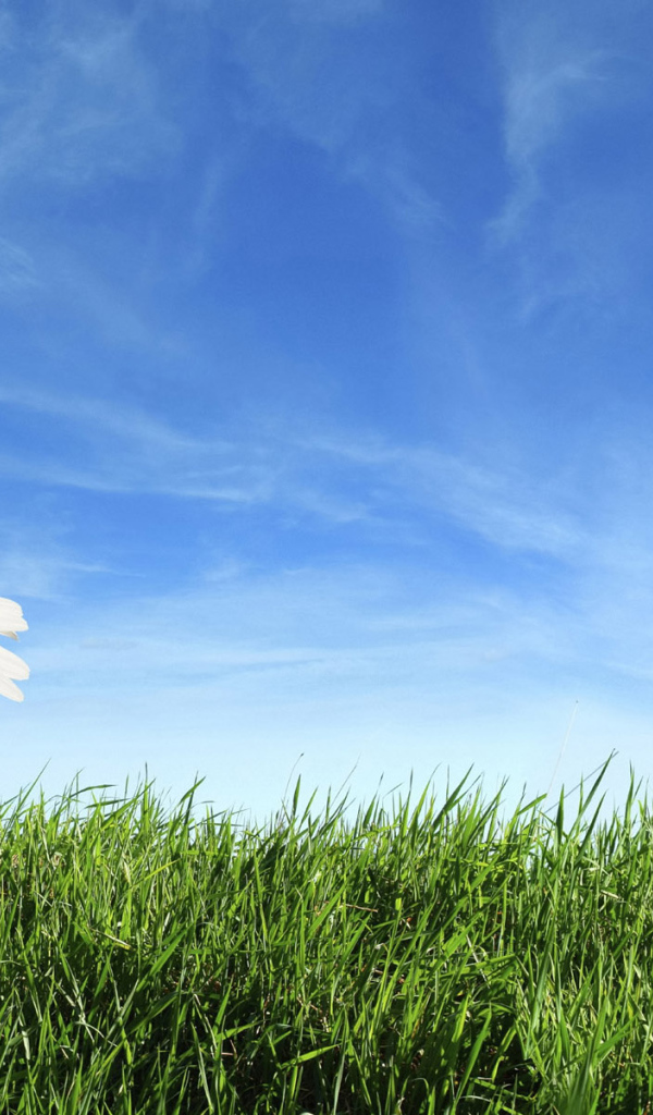 Теплый летний день