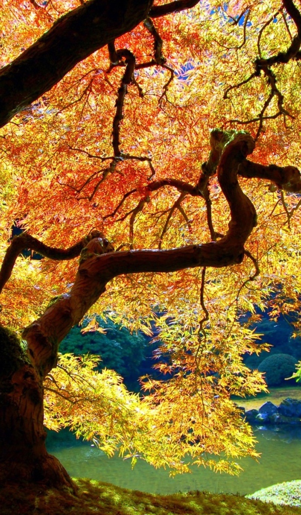 Осеннее дерево