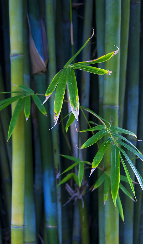 Листья бамбука