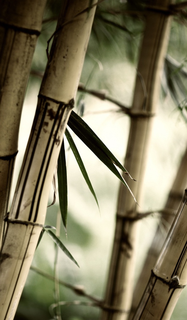 Заросли бамбука