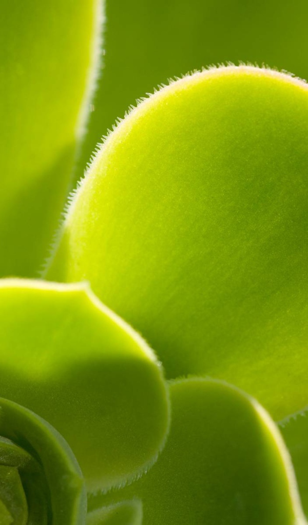 Красивое растение