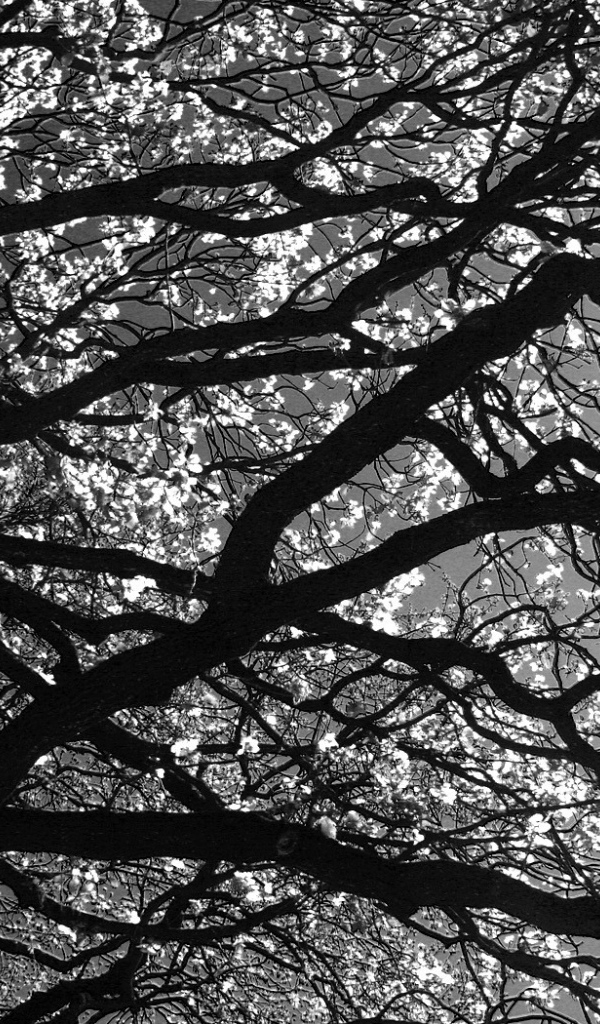 Цветущее дерево