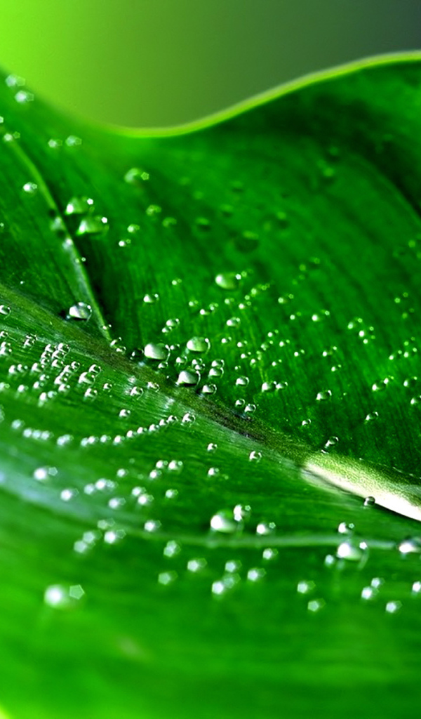 Капли на зеленом листе