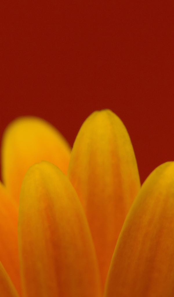 Цветочные лепестки