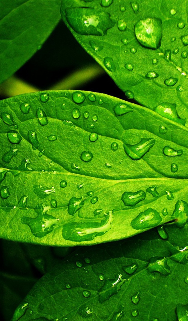 Свежие зеленые листья