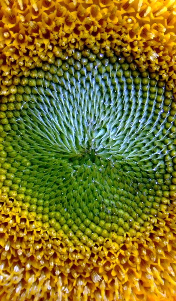 Золотое солнце