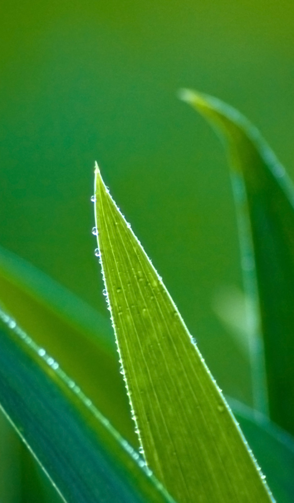 Зеленые травинки