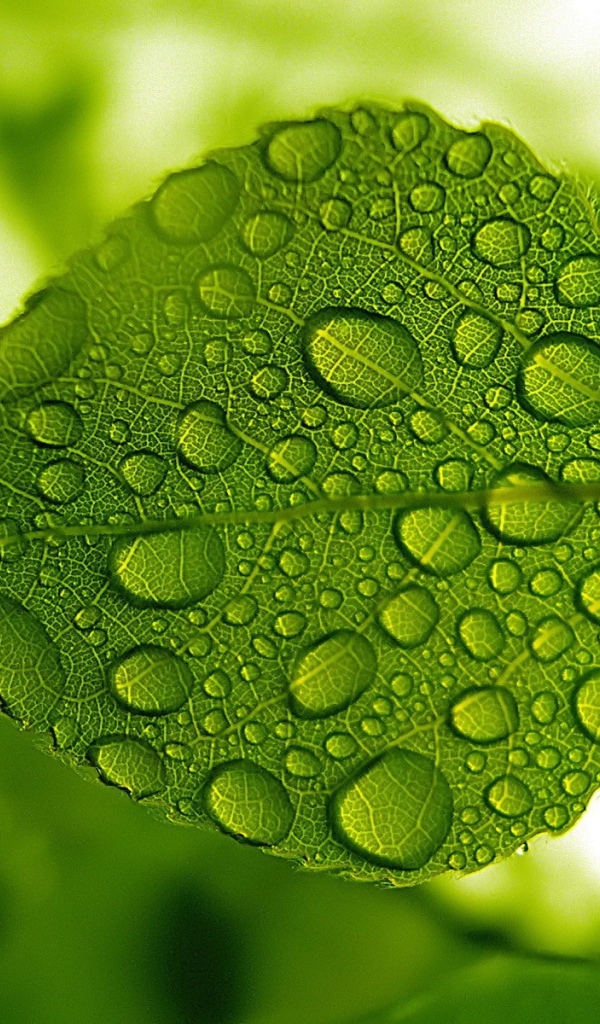 Зеленый лист