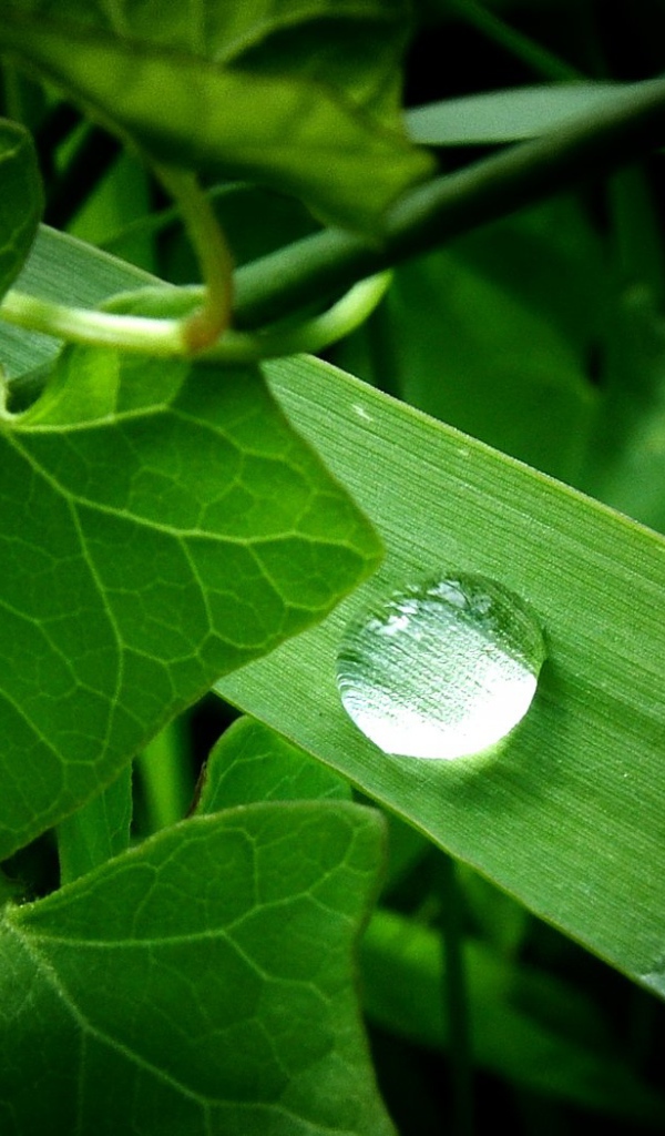 Зеленое растение