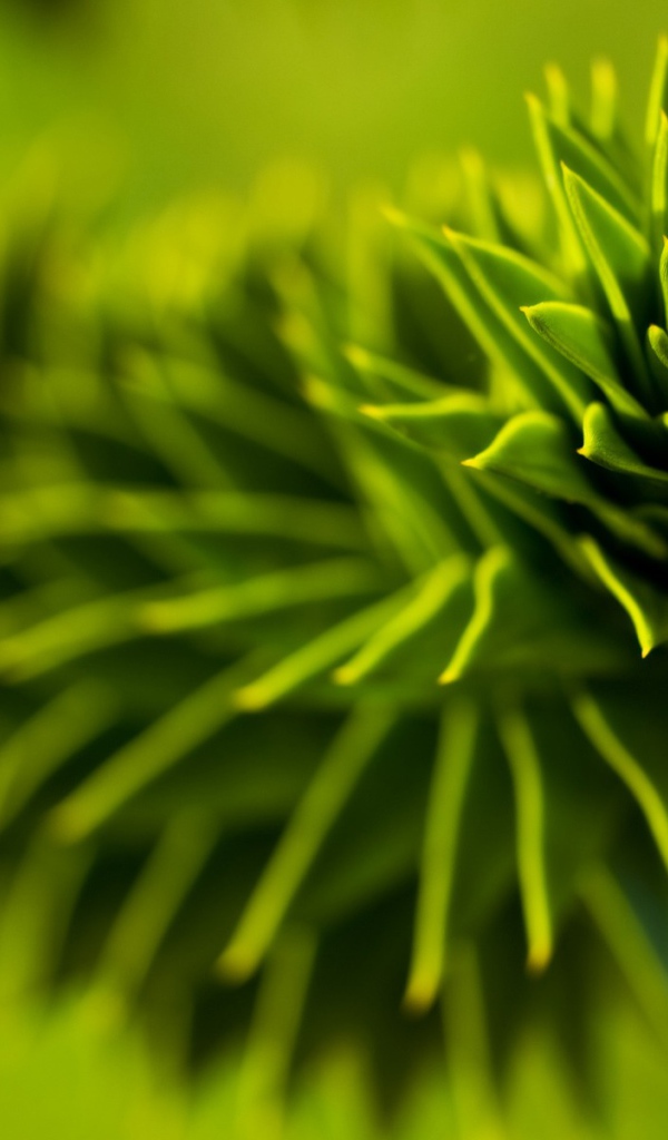 Зеленое растение